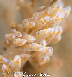 Supermacro closeup of a nudibranch by Jason Spitz 